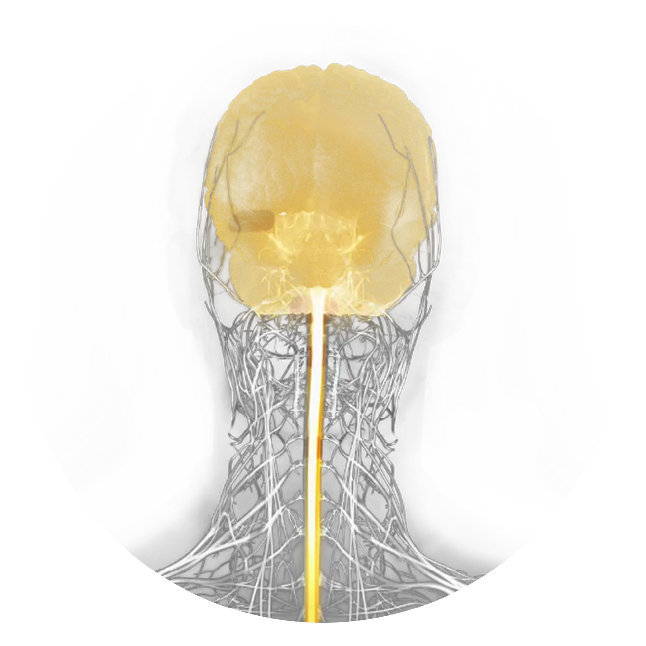 Illustration of human brain and spinal cord, the sites of neurodegeneration in MSA