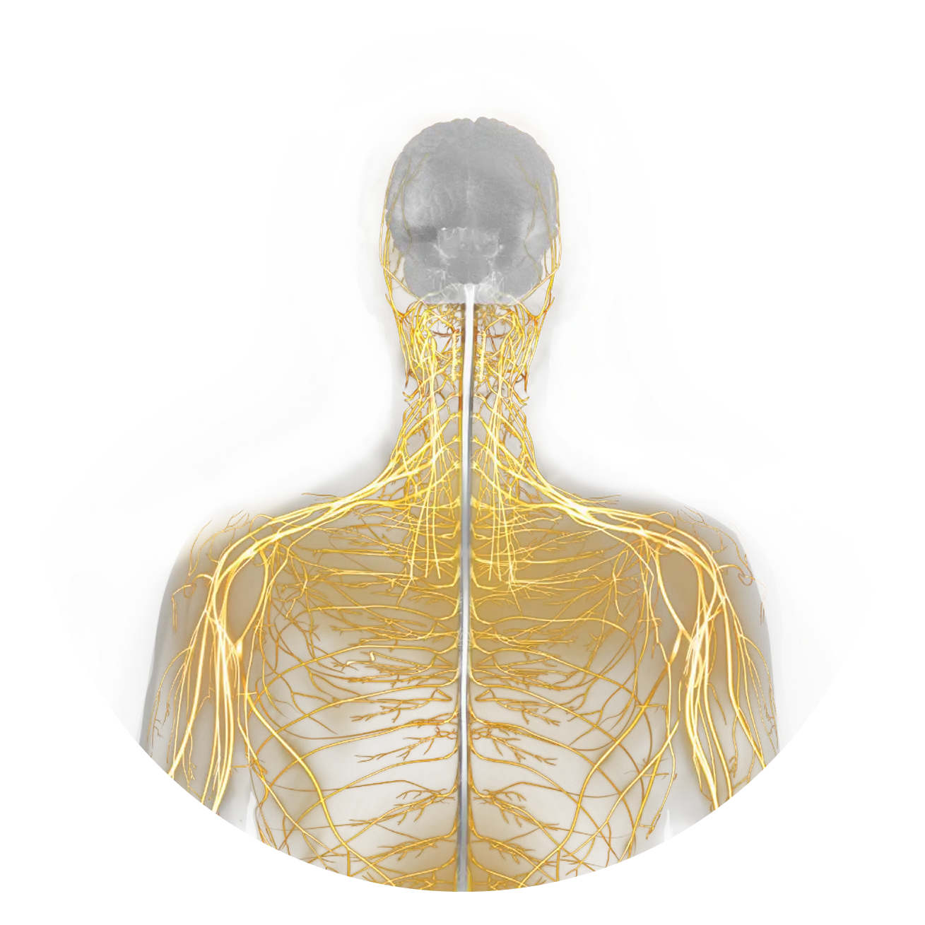 Illustration of peripheral nervous system, the site of preservation in MSA