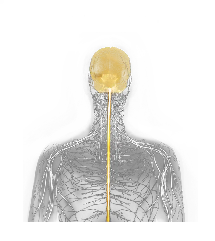 Illustration of central nervous system