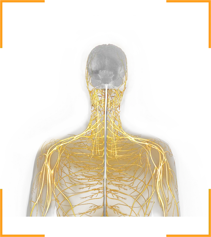 Illustration of peripheral nervous system