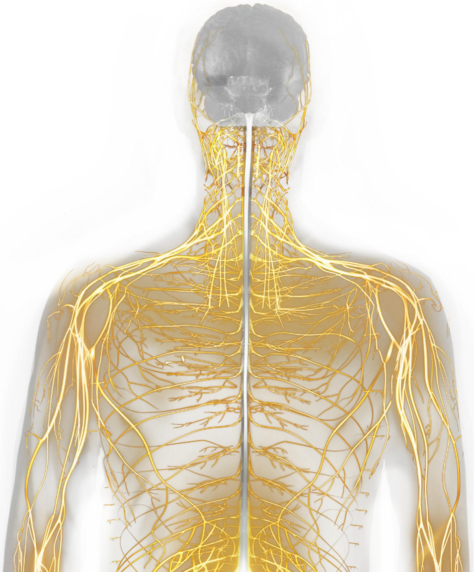 Illustration of peripheral nervous system in yellow and central nervous system in gray