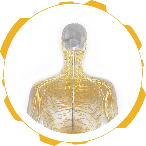 Illustration of peripheral nervous system, the site of preservation in MSA