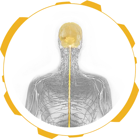 Illustration of human brain and spinal cord, the sites of neurodegeneration in MSA