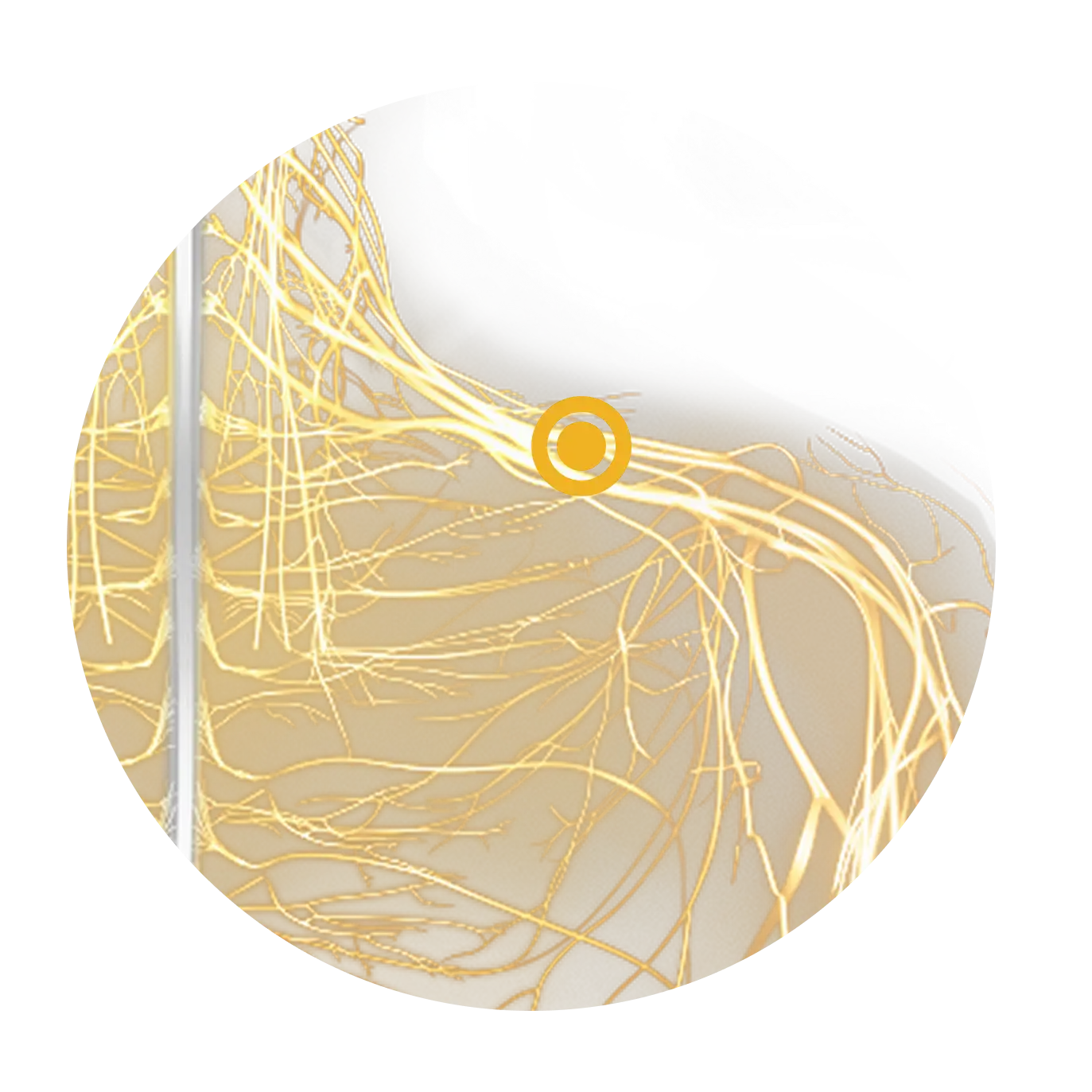 Close-up of illustrated peripheral nerves with an indicator signaling that there is a source of norepinepherine